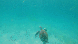 Nested Sequence 01.gif