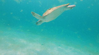 Nested Sequence 02_1.gif