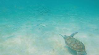 Nested Sequence 05.gif