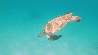 Nested Sequence 07.gif