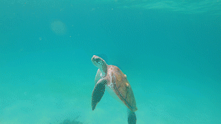 Nested Sequence 03.gif