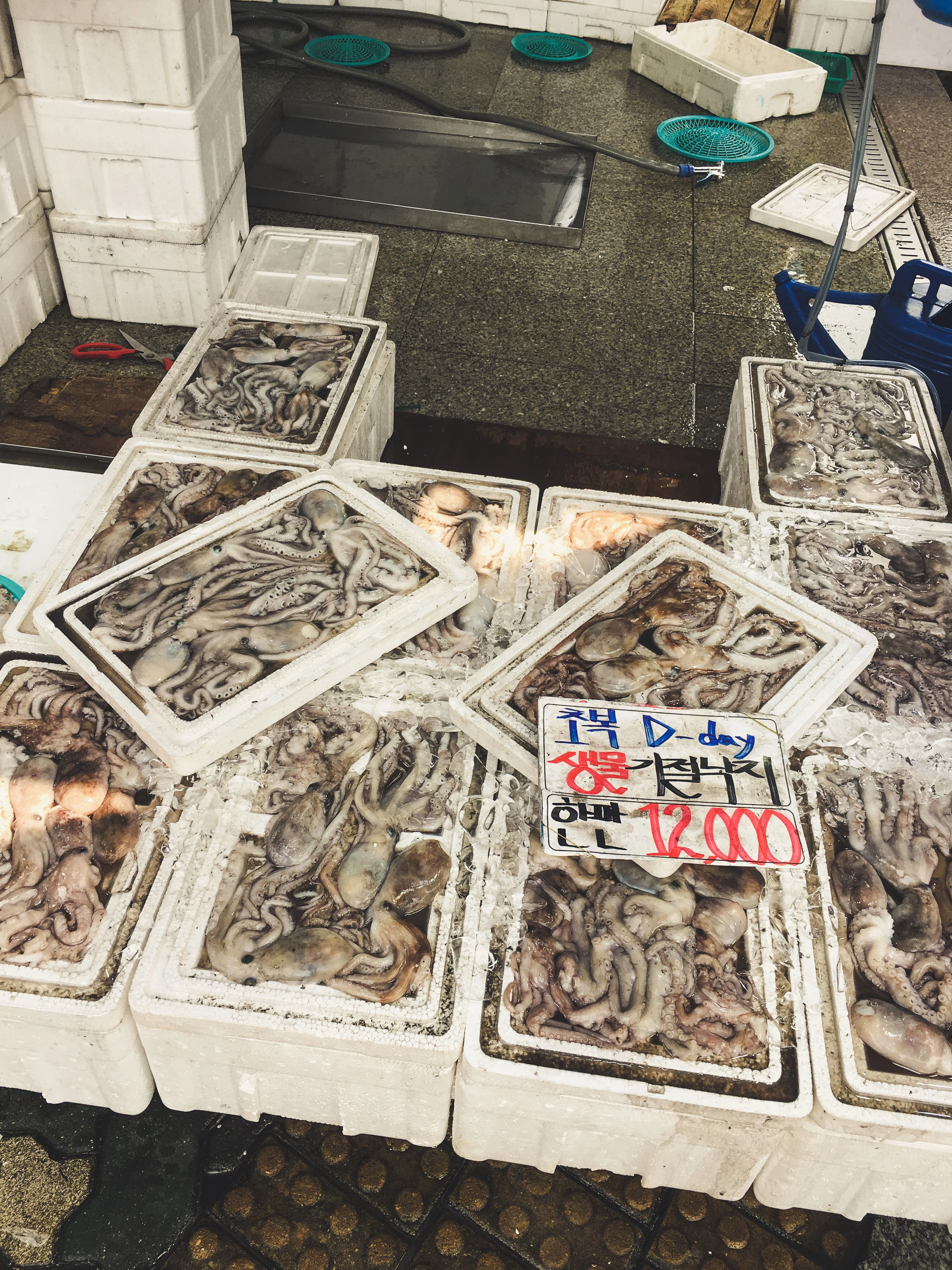 Fresh Octopus and squid for purchase in the doorway of a fish market storefront.
