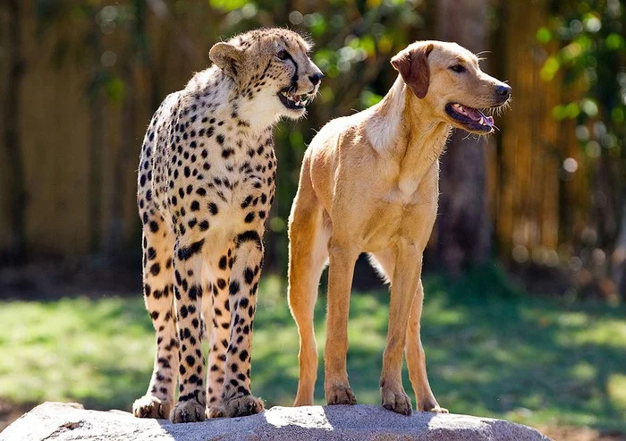 cheetah.dog.jpg