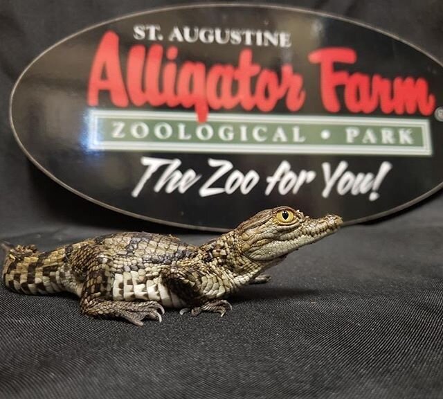 When our friends at @insta.hybrid call, we answer. They needed help getting the word out about their client, St. Augustine Alligator Farm Zoological Park's, hatching of four west African Crocodylus suchus baby crocodiles. Today&rsquo;s hatching bring