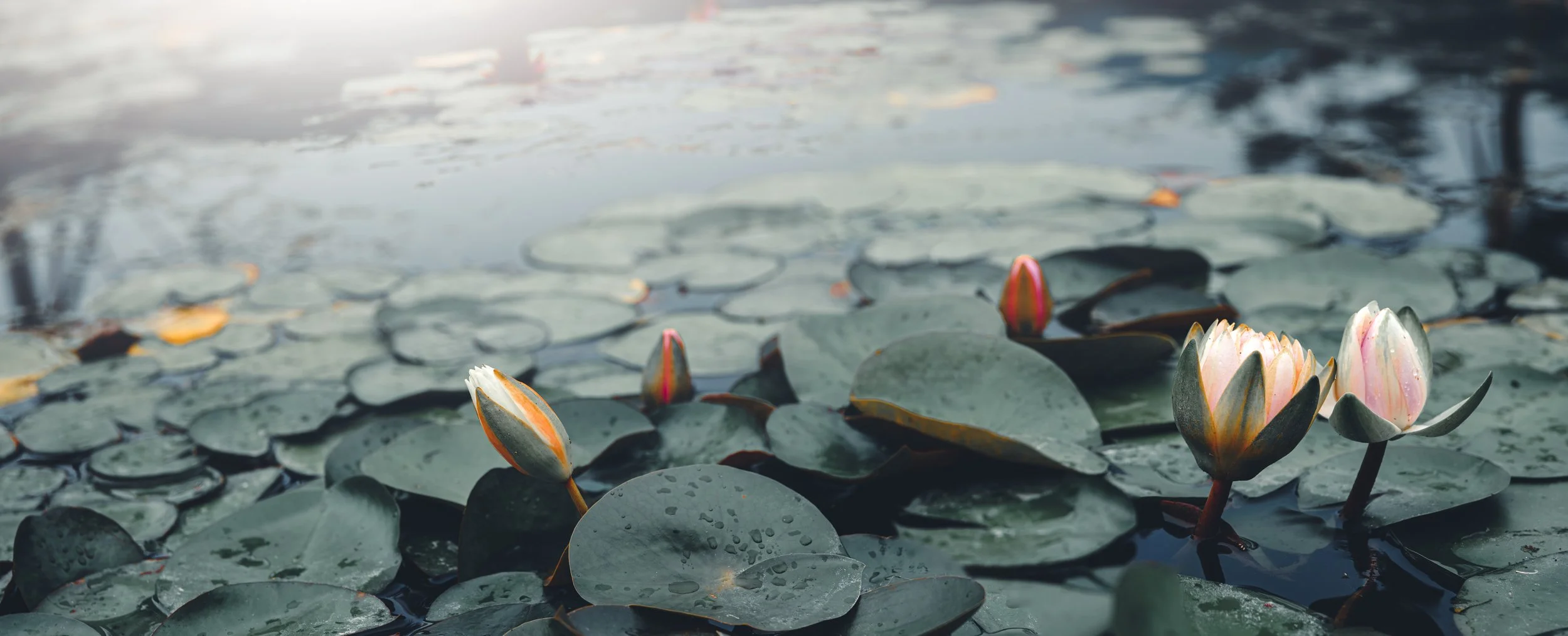 AdobeStock_359926672.jpeg