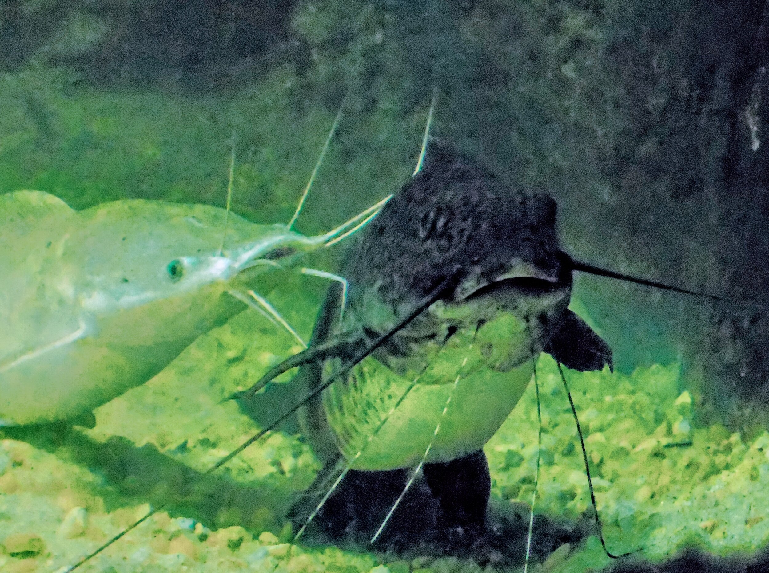 aquar3.JPG