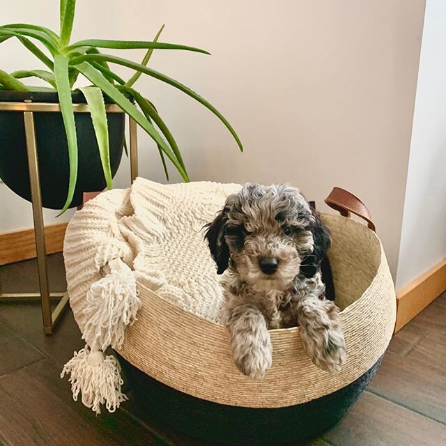 New Hire: say hi to Jasper, our Design Assistant. 🐕