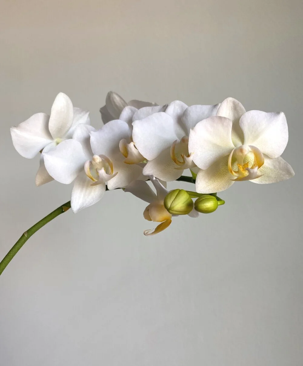 Easy 2-Step Orchid Care