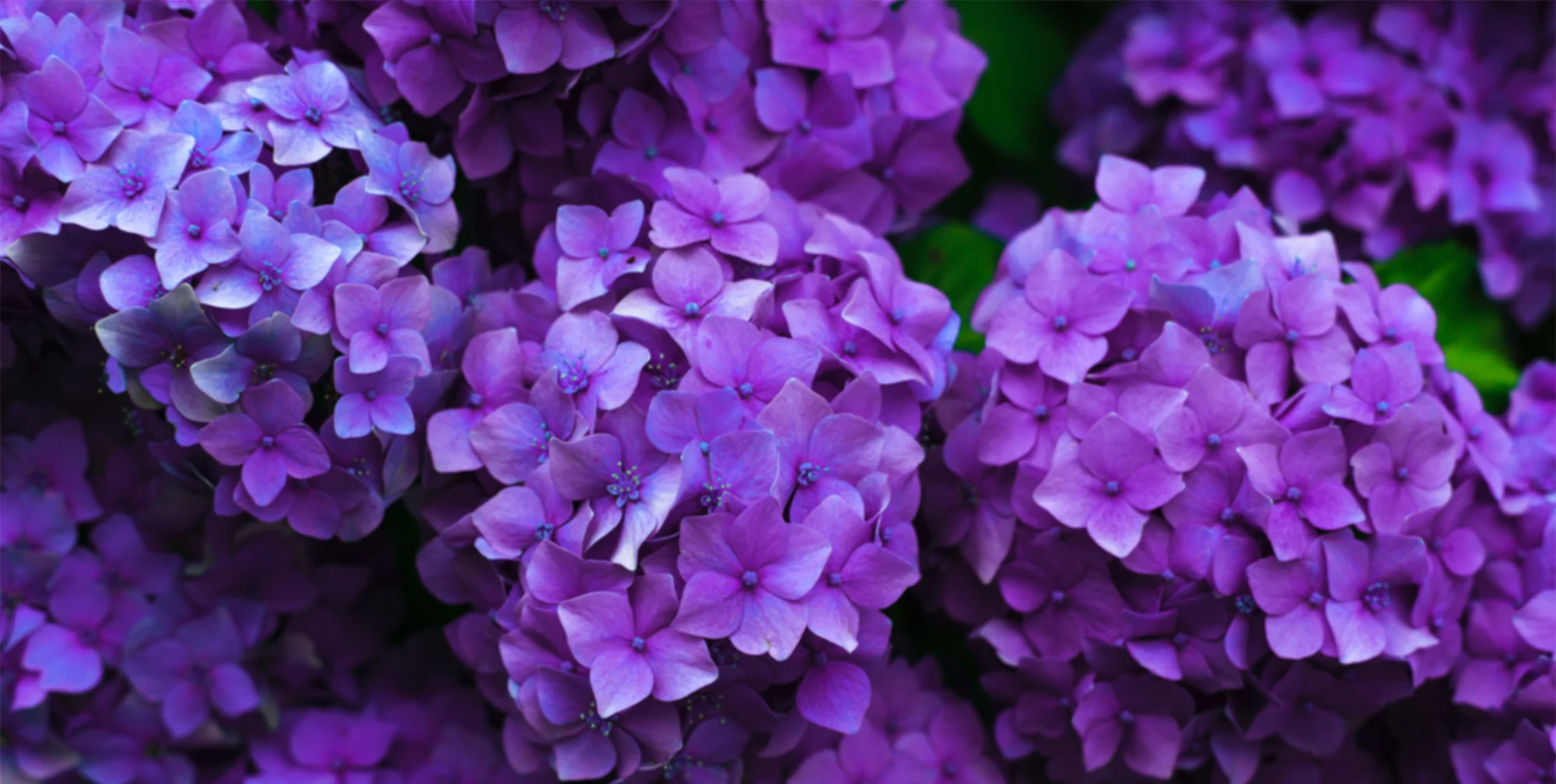bkgr-purple.jpg