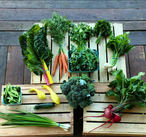 Week 6 Share of the 2017 season: Broccoli, summer squash, snap peas, salad turnips, salad mix, parsley, carrots, scallions, beets, swiss chard.