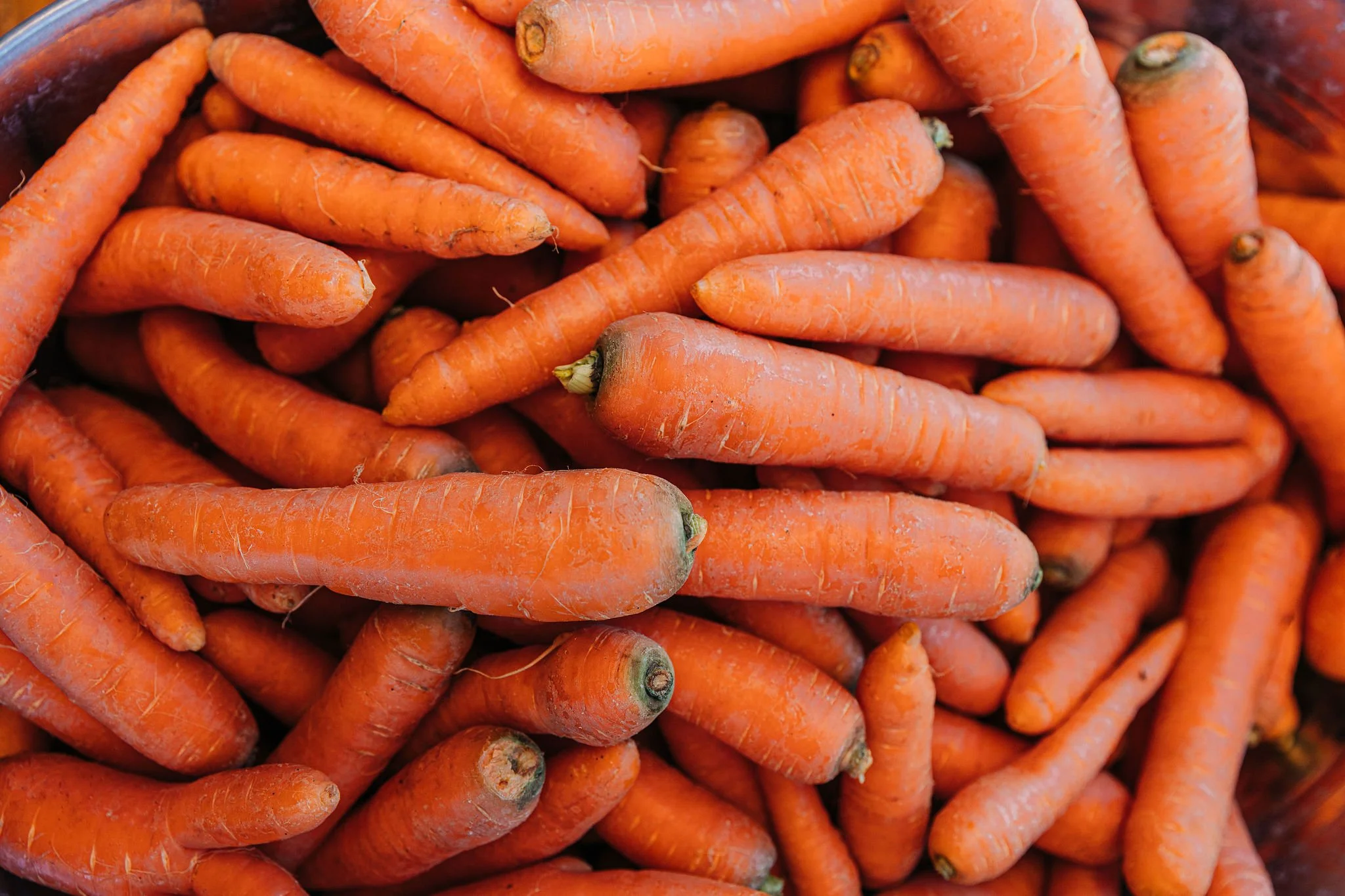 seed-to-table-farm-sisters-oregon-produce-share-pickup-september-30-2026-closeup-carrots-EG-4-web.jpg