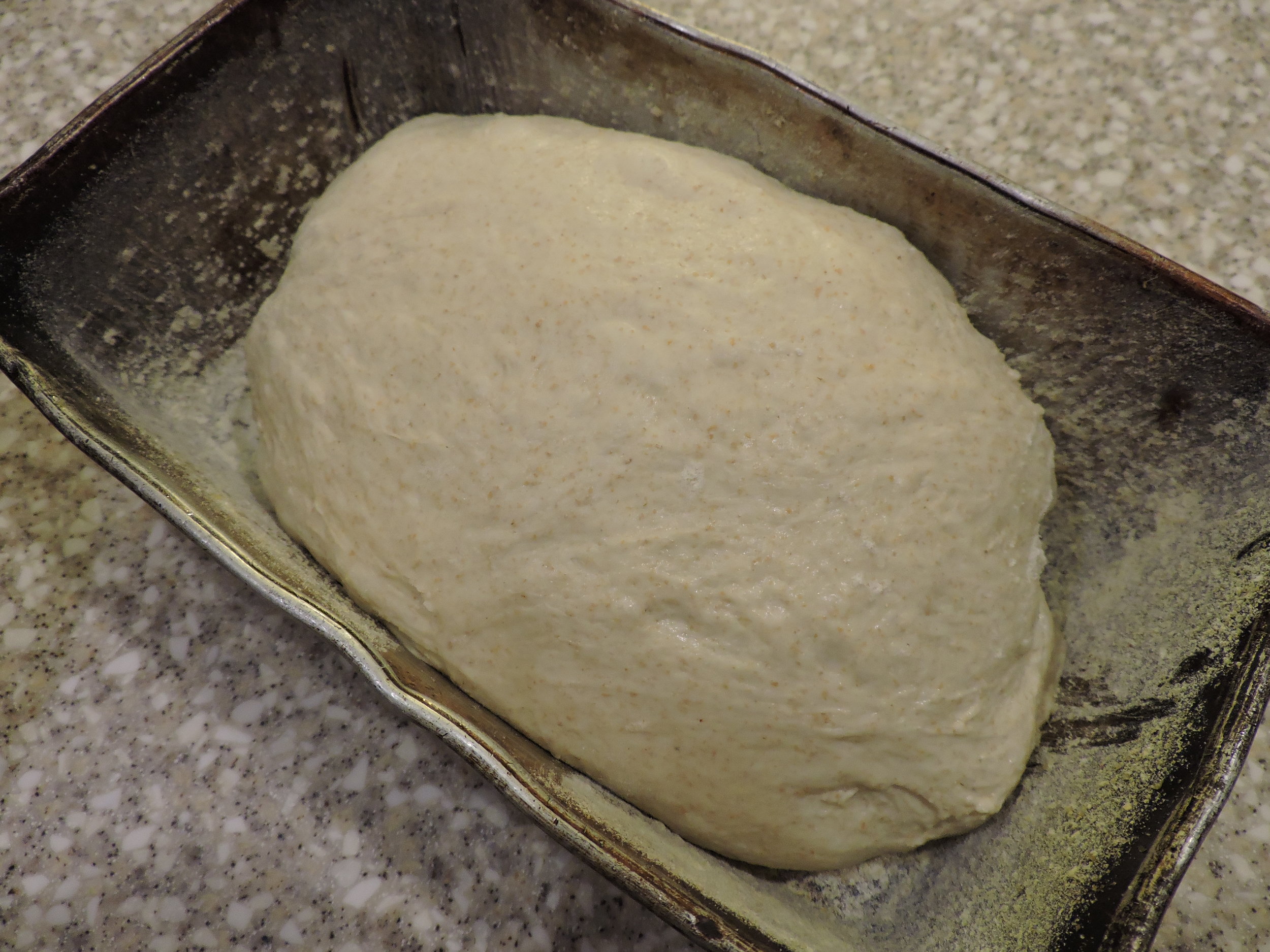  Shaped into a loaf and placed seam side down into a oiled and cornmeal dusted pan.  