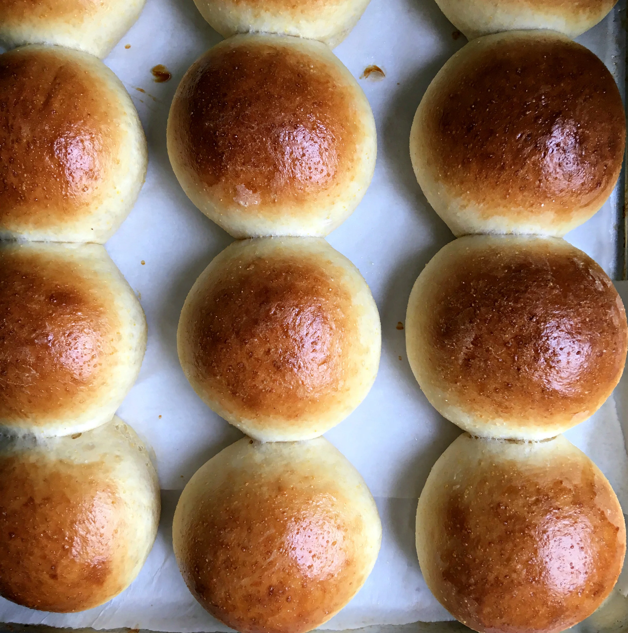 honey cornmeal hamburger buns — Beneath the Crust