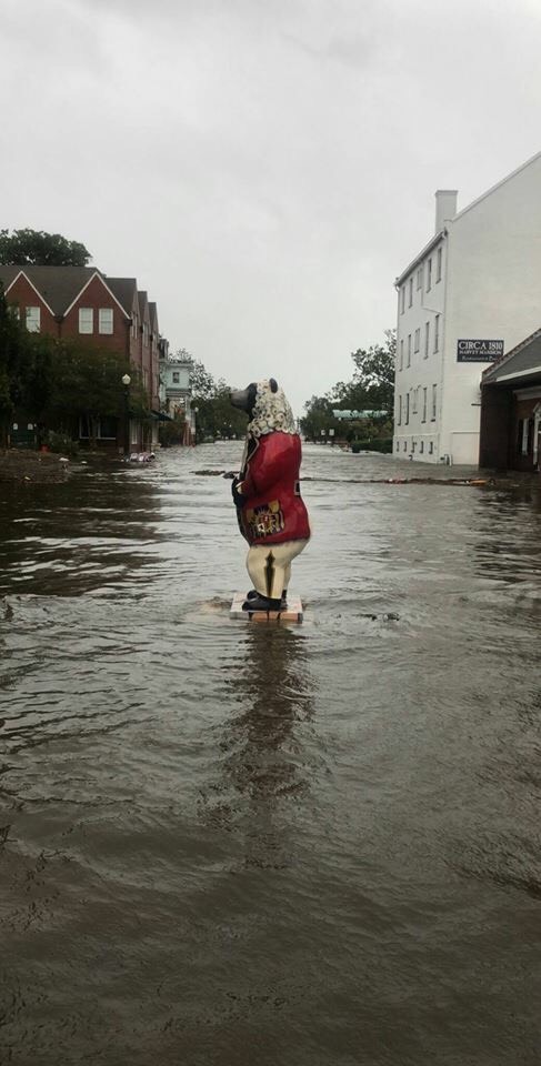 florence new bern bear.jpeg