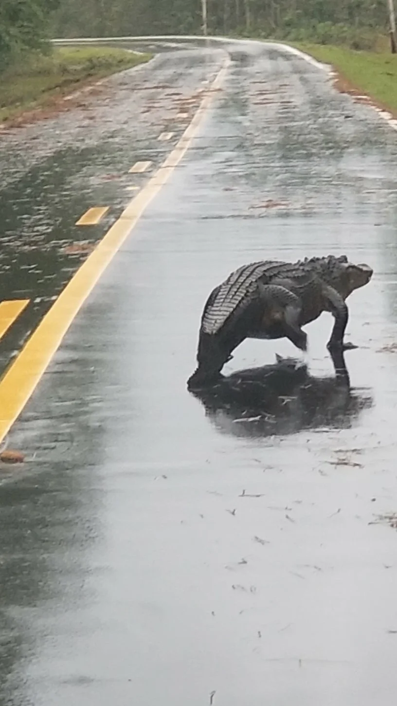 Rising Above the Flo