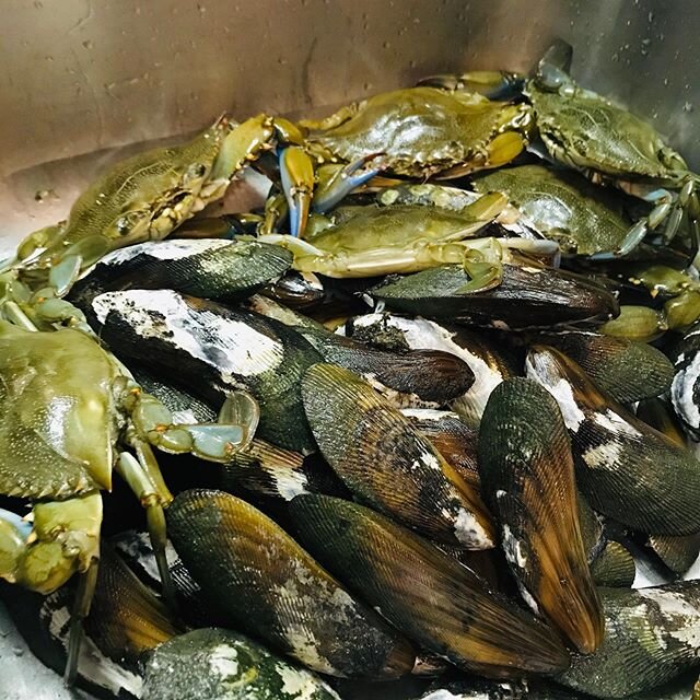 #bluecrab and #mussles catch of the day!! #nc #coastalnc #coastalliving #freshcatch #ncfishingguide #ncfishinggirls