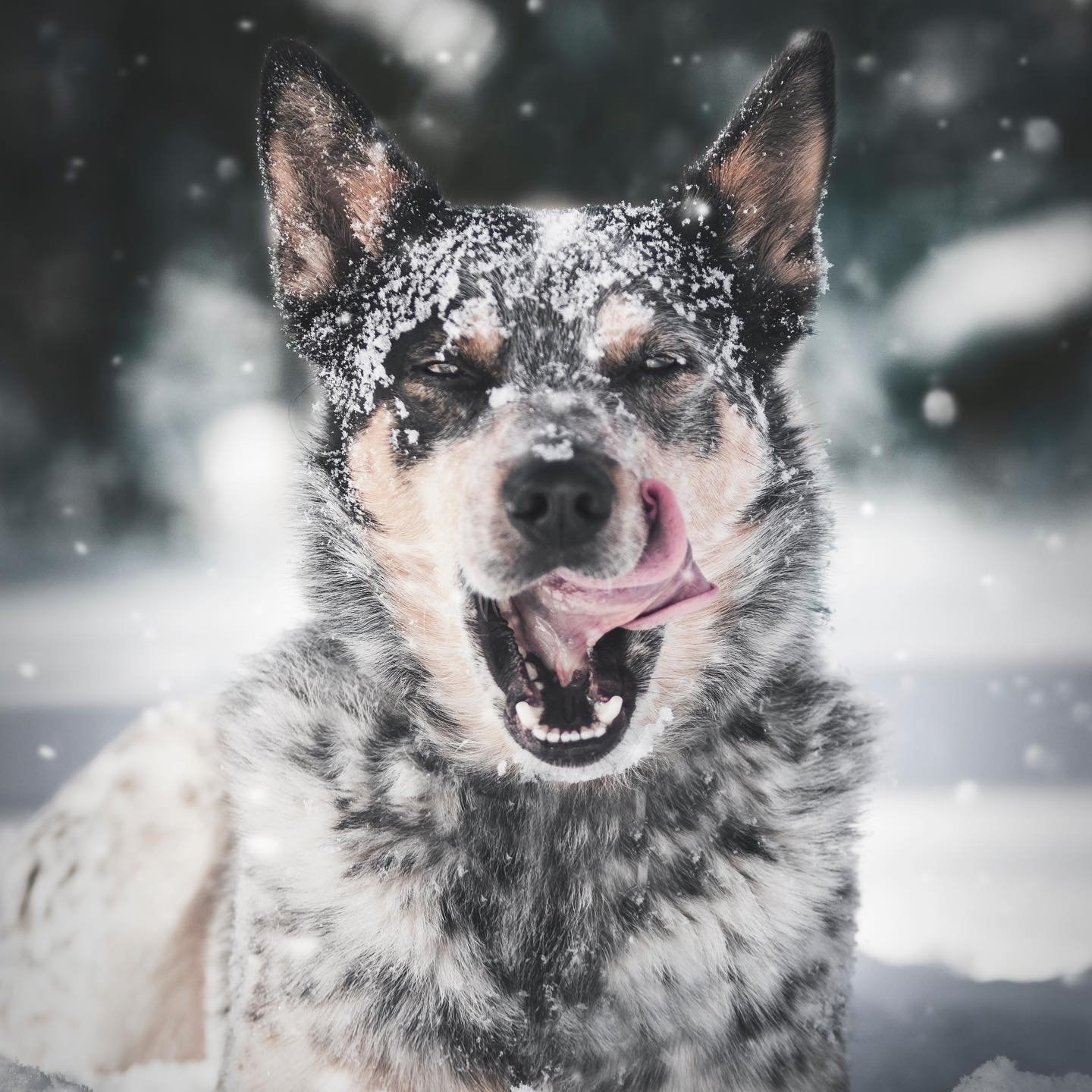 Snow in the #south is like white gold. Show us your #snowpics in true #southern fashion. ❄️ ⛄️ 🍞 🥛