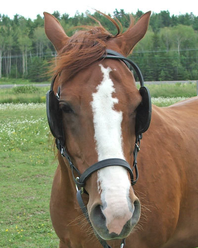 Put your blinders on! 
