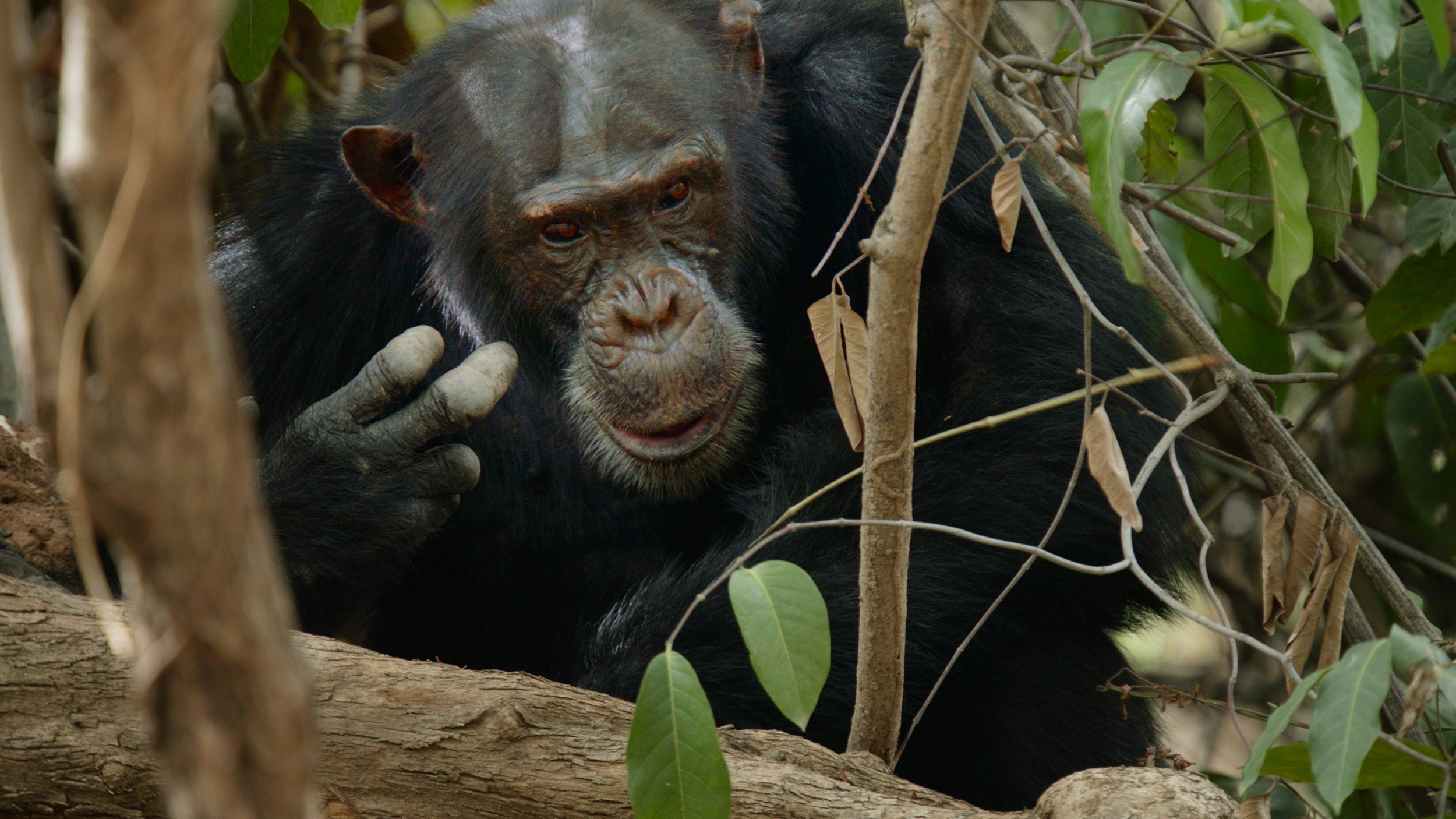 Chimpanzee Trekking in Nyungwe National Park
