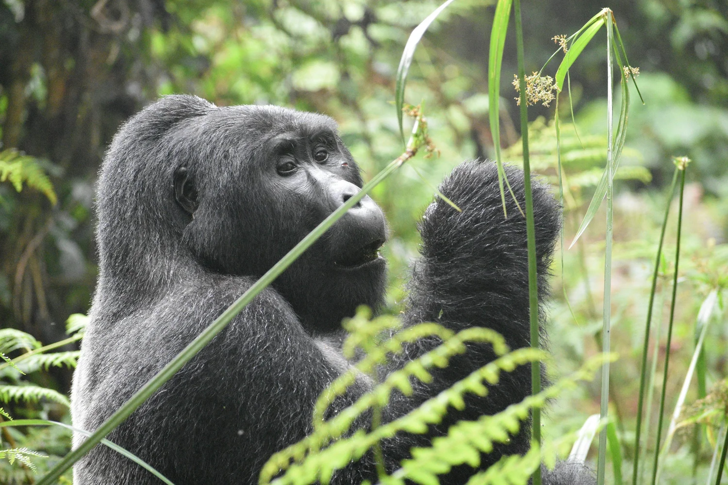 1-Day Rwanda Safari
