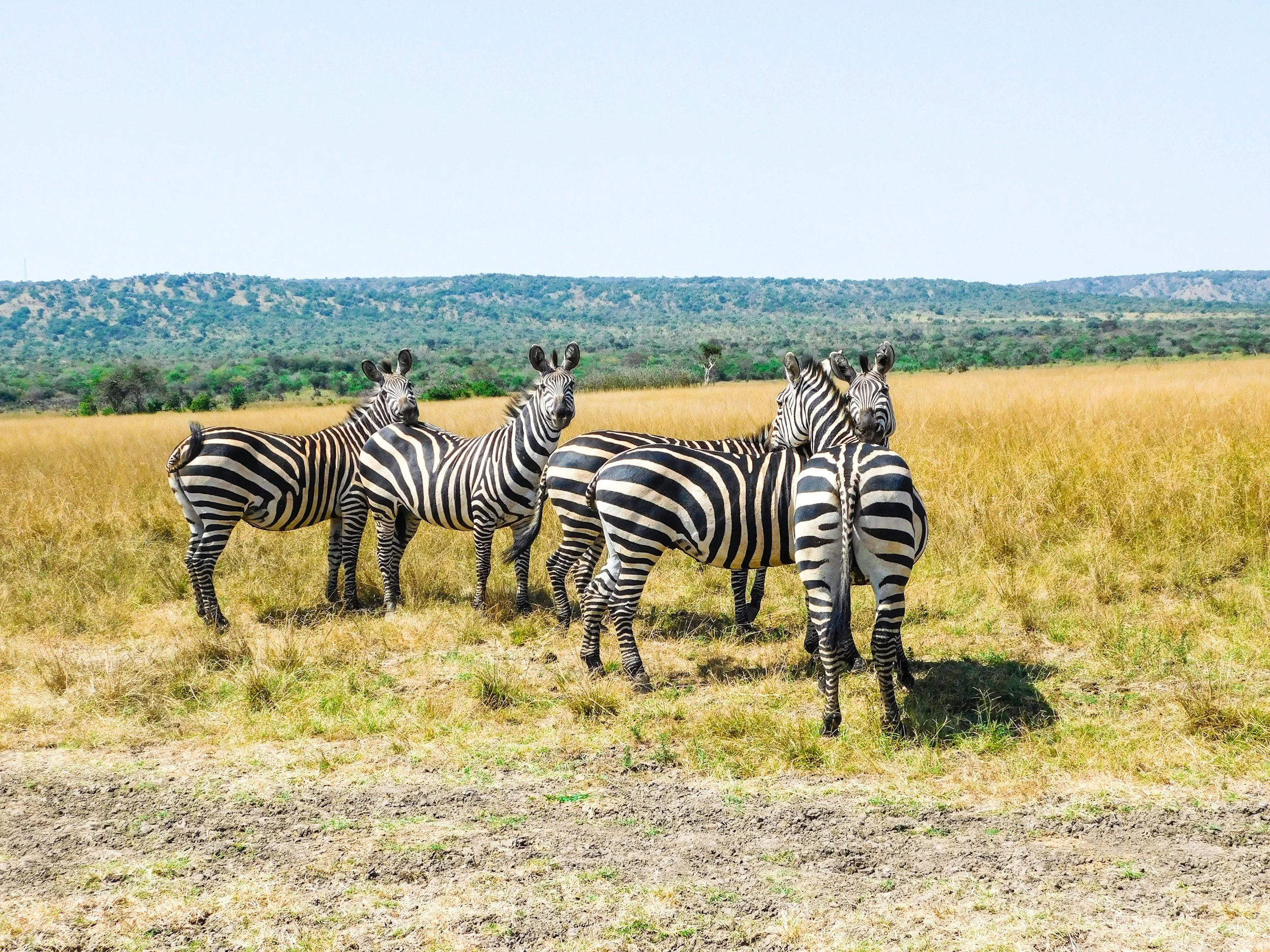 Combine Game Drive Safaris in Rwanda with Cultural Tours