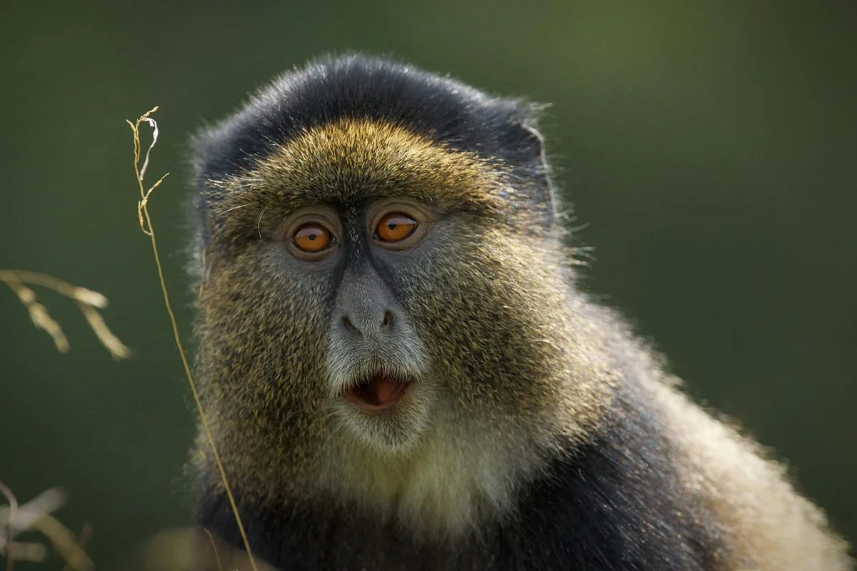 Trekking Safaris in Rwanda with Rwanda Treasure Tours