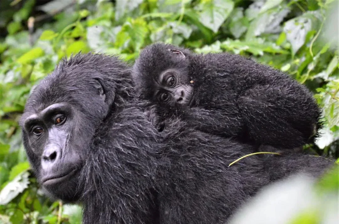 gorillas.webp