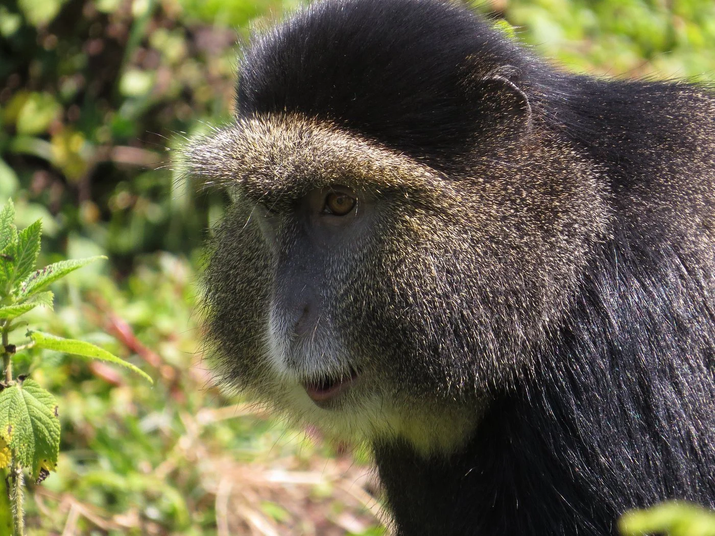 golden-monkey.jpg