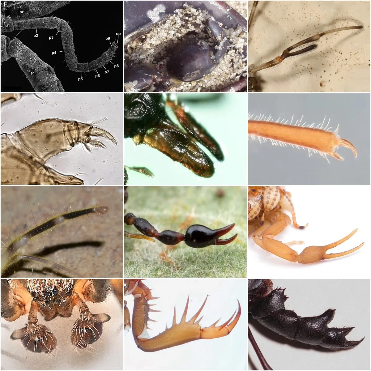 American Museum of Natural History curator detained at Istanbul airport with 1,500 spider and scorpion samples (The Art Newspaper)