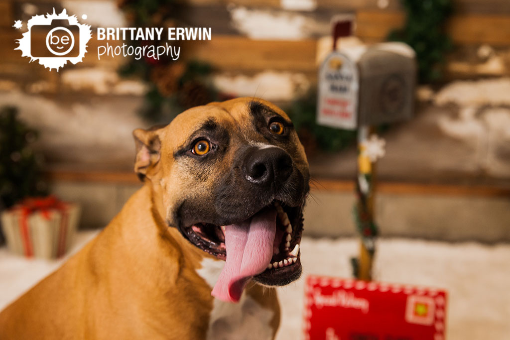 Speedway-Indiana-boxer-studio-dog-pet-photographer-christmas-mini-session.jpg