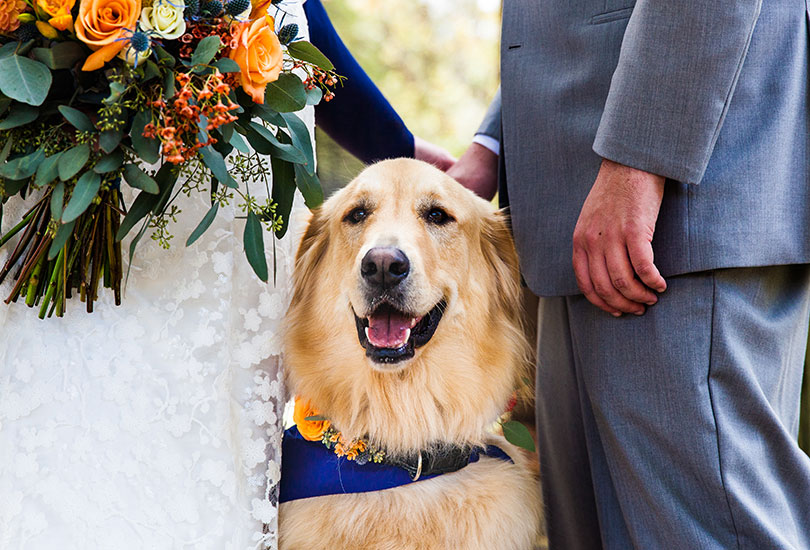 Story Inn wedding photographer pet dog ring bearer