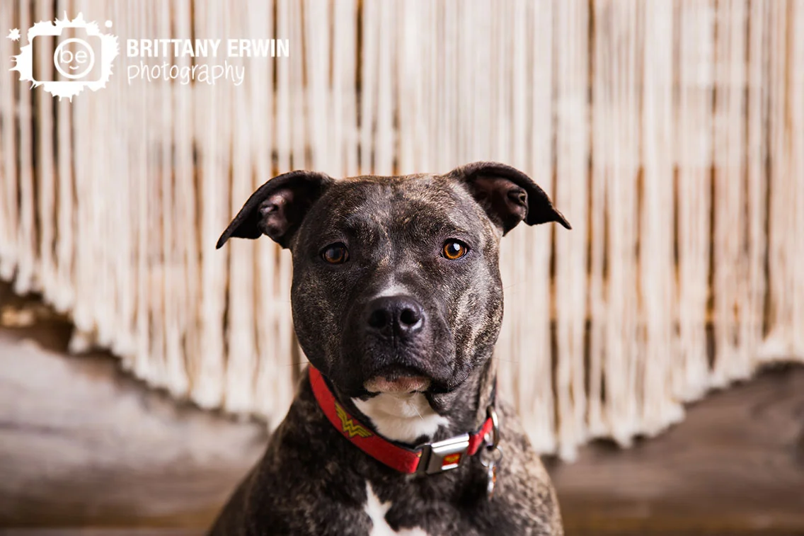Indianapolis-pitbull-boxer-pet-photographer-portrait-studio.jpg