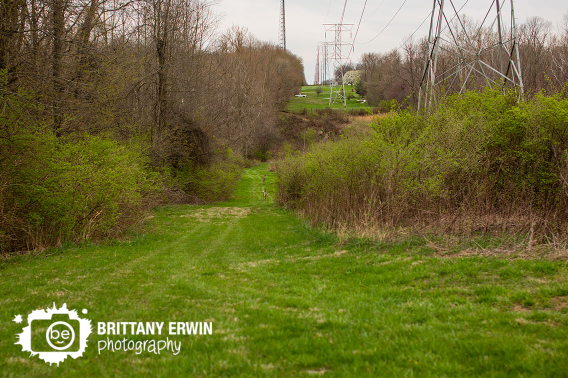 Camby-Indiana-photographer-deer-down-valley-path.jpg