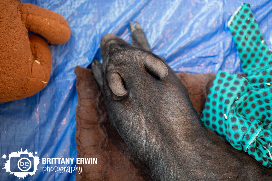 sleepy-piggy-Indy-VegFest-event-at-the-Biltwell.jpg