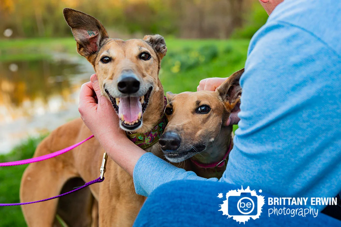 Indianapolis-pet-photographer-family-greyhounds-retired-dogs.jpg