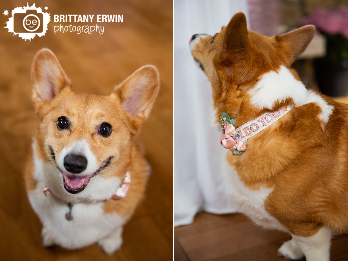 Shelbyville-Indiana-wedding-photographer-i-do-too-custom-collar-pet-dog-corgi.jpg