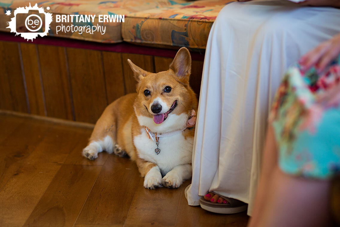 Corgi-dog-at-wedding.jpg