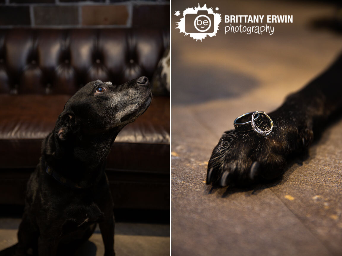 wedding-photographer-best-dog-pet-rings-on-paw.jpg