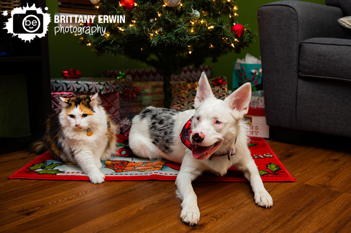 pet-photographer-lifestyle-in-home-dog-cat-under-christmas-tree.jpg