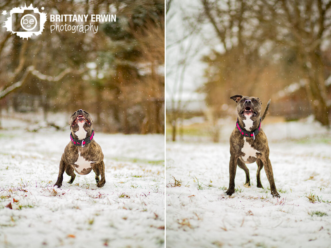 Indianapolis-outdoor-pet-photographer-silly-dog-running-catch-snow.jpg
