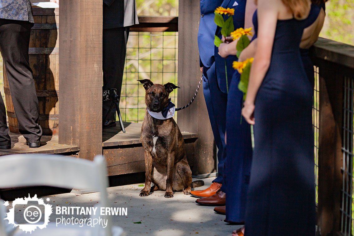 ring-doggo-wedding-ceremony.jpg