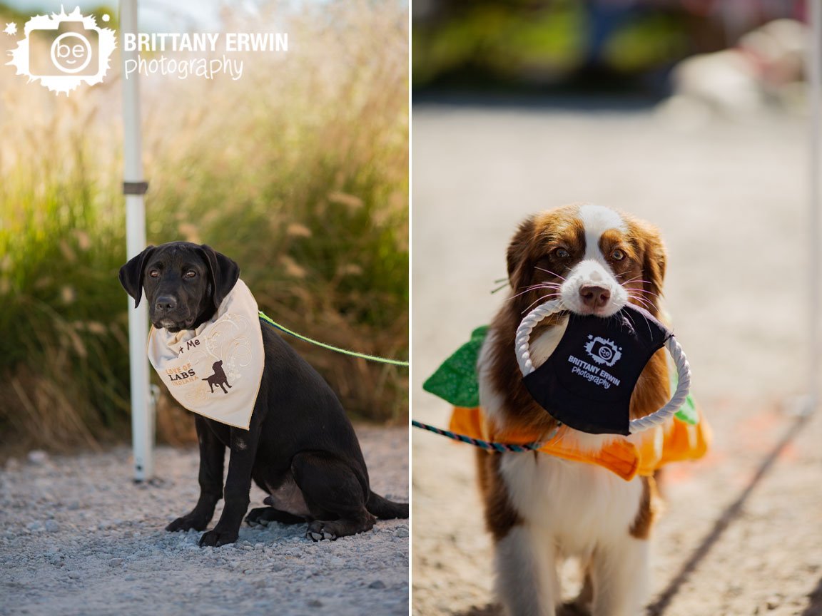 Love-of-Labs-Indiana-puppy-lab-for-adoption-dog-holding-toy.jpg