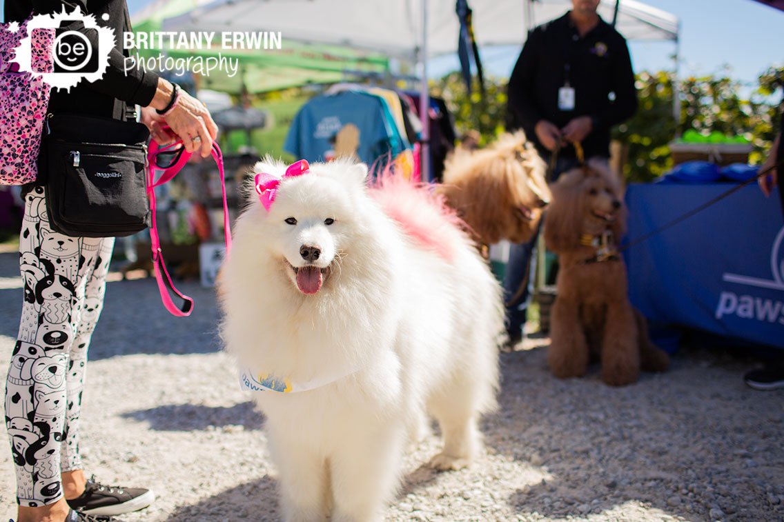 Love-of-Labs-Indiana-Labapalooza-event-photographer-pet-dog-with-pink-tail.jpg