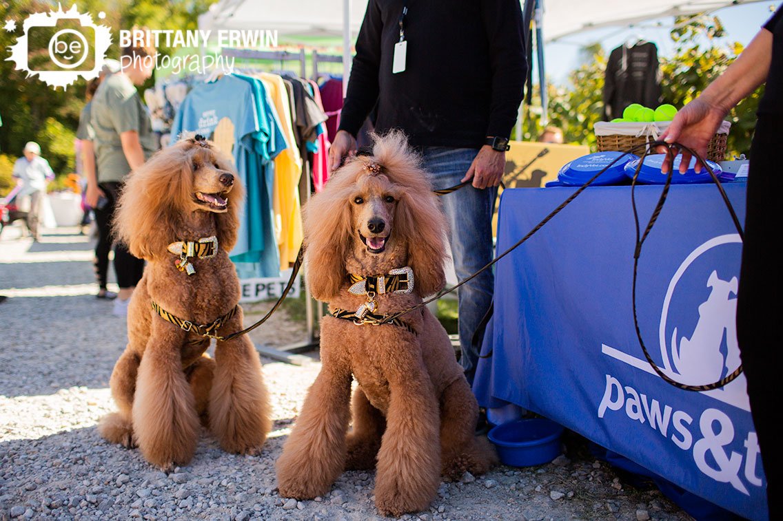 Poodles-with-matching-collars-Indiana-pet-event.jpg