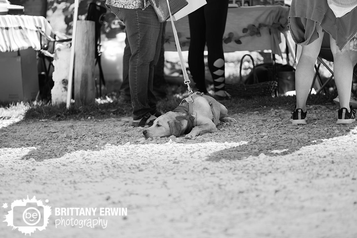 pet-dog-in-booth-event-photography.jpg
