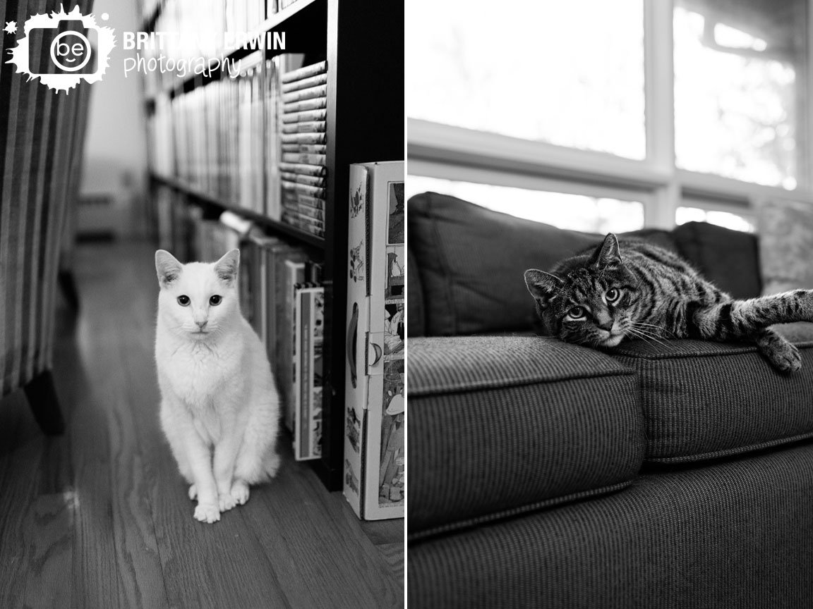 in-home-photographer-cat-on-couch-by-bookshelf.jpg