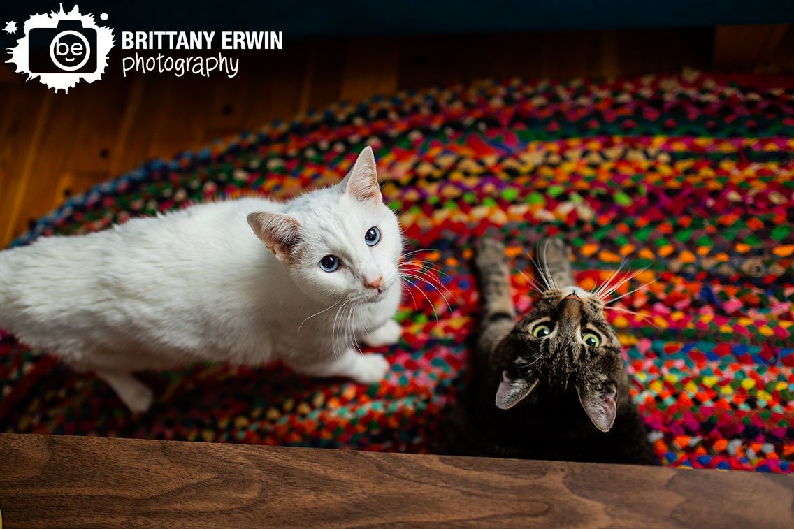 Indianapolis-lifestyle-pet-cat-portrait-photographer.jpg