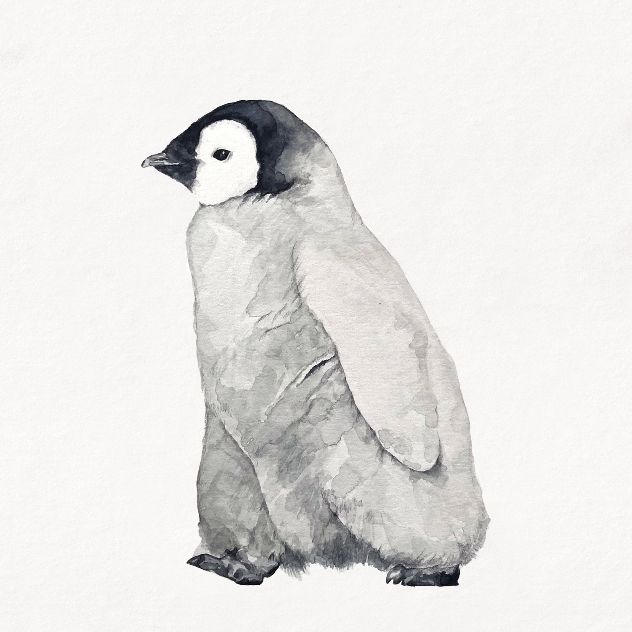 penguin background copy.jpg