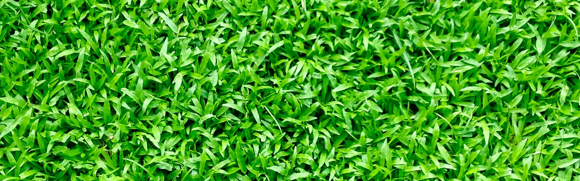 TS-Header-turf.jpg