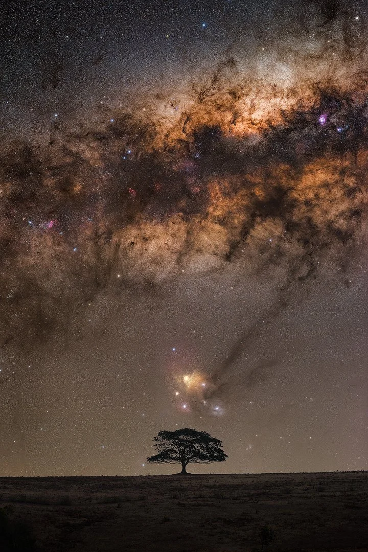 Lone Tree MW Shellharbour.jpg